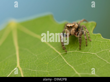 Evarcha falcata Banque D'Images