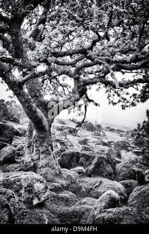 Wistmans Wood. Le Dartmoor, dans le Devon, Angleterre. Monochrome Banque D'Images