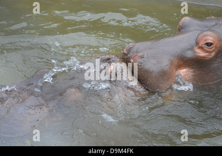 Hippopotamus jouant dans l'eau Banque D'Images