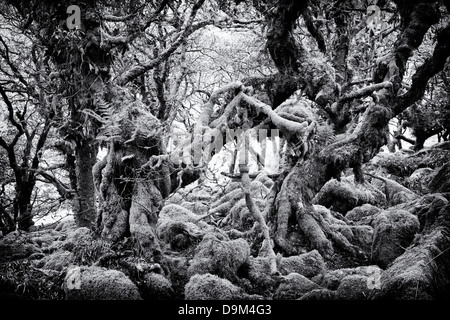 Wistmans Wood. Le Dartmoor, dans le Devon, Angleterre. Monochrome Banque D'Images