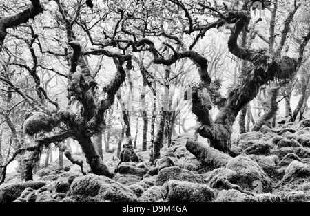 Wistmans Wood. Le Dartmoor, dans le Devon, Angleterre. Monochrome Banque D'Images