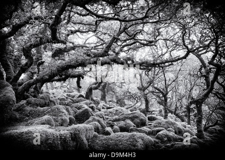 Wistmans Wood. Le Dartmoor, dans le Devon, Angleterre. Monochrome Banque D'Images