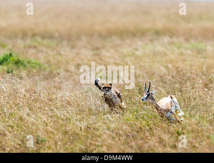 Le Guépard (Acinonyx jubatus) chassant la gazelle de Thomson (Eudorcas thomsonii) Kicheche Afrique safari Masai Mara Banque D'Images