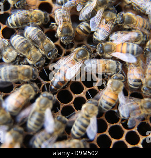 Reine des abeilles entouré par les travailleurs sur le bâti à partir de la ruche Banque D'Images