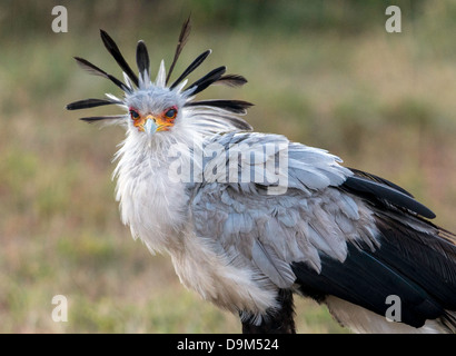 Secretarybird Secrétaire ou oiseau (Sagittarius serpentarius) Kicheche Afrique Masai Mara Banque D'Images
