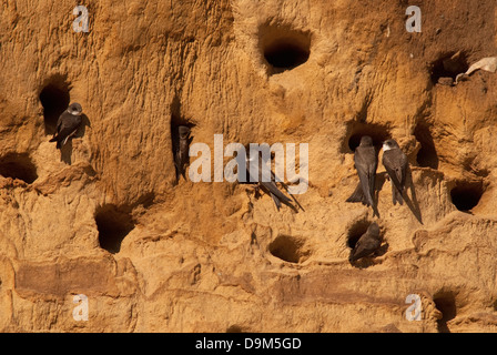 Colonie de Sand Martins (Ripartia riparia) à falaise nidification Banque D'Images