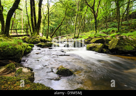 La rivière qui coule à travers de Fowey Golitha Falls, à la lisière sud de Bodmin Moor en Cornouailles Banque D'Images