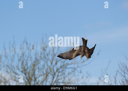 Milan noir Milvus migrans (captifs), en vol, Hawk Conservancy Trust, Hampshire en avril. Banque D'Images