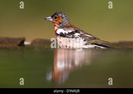 Common chaffinch Fringilla coelebs, homme, la baignade dans la piscine, Pusztaszer forestiers, la Hongrie en juin. Banque D'Images