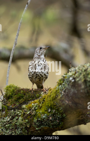 Mistle thrush Turdus viscivorus, adulte, la construction des nids sur branche d'arbre, près du lac Vyrnwy, Montgomery, le Pays de Galles en mai. Banque D'Images