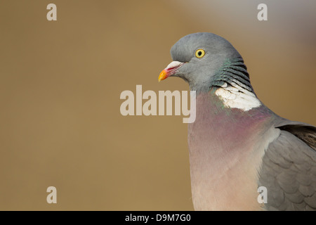 Pigeon ramier Columba palumbus commun, adulte, portrait head shot, Berwick Bassett, Wiltshire, Royaume-Uni en avril. Banque D'Images