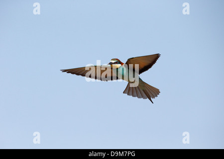 Guêpier d'Europe Merops apiaster,, seul oiseau en vol, de la Bulgarie, mai 2013 Banque D'Images
