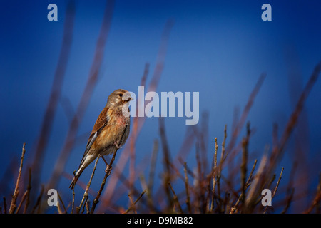 En plumage d'été Linnet mâle Banque D'Images