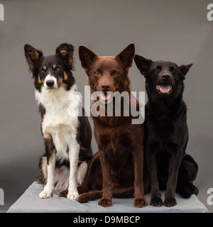 Trois chiens en studio Banque D'Images