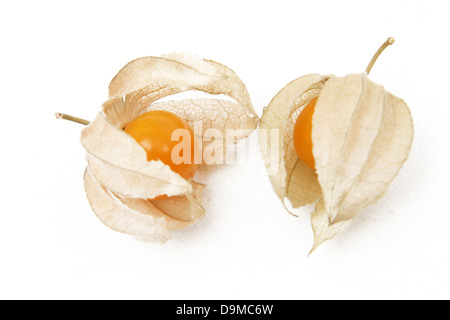 Ripe Physalis (Physalis peruviana) en calice de la famille des solanacées Banque D'Images