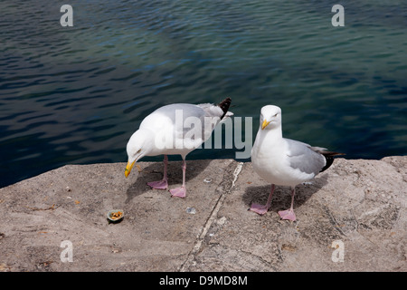 Goéland argenté Larus argentatus 3e immatures et adultes de l'été avec les fruits de mer Patelle Banque D'Images