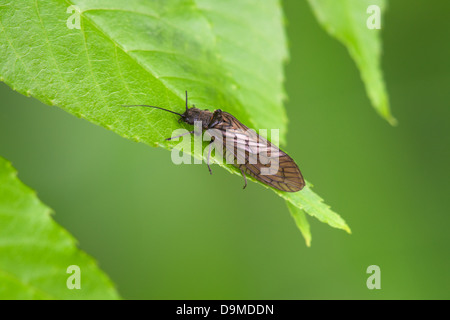 Sialis lutaria Alder Fly adulte au repos sur une feuille d'usine Banque D'Images