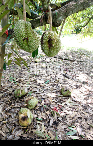 Durian en Thaïlande sur l'arbre est pourri. Banque D'Images