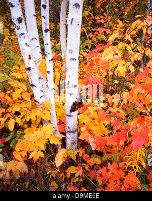 Bouleau et d'érable Couleurs d'automne au nord de la péninsule au Michigan Banque D'Images