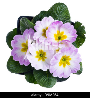 Un rose clair primrose isolated on white Banque D'Images