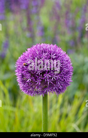 Allium 'Globemaster' dans la fleur frontière. Banque D'Images