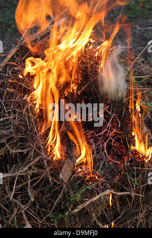Corps d'attiser la flamme dans une forêt Banque D'Images