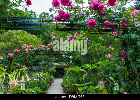 Paris, France, Paysage, jardin public, Parc des fleurs, Parc floral au Bois de Vincennes, herbes naturelles et plantes médicinales Banque D'Images