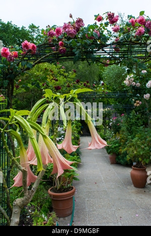 Paris, France, Paysage, jardin public, Parc des fleurs, Parc floral au Bois de Vincennes, herbes naturelles et plantes médicinales Banque D'Images