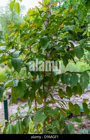 Paris, France, usine de café en pot dans le jardin public, Parc des fleurs au Bois de Vincennes Parc Floral Banque D'Images