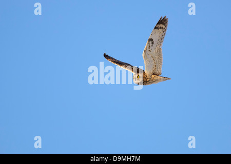 Asio flammeus Hibou des marais hibou oreille flying eiule Banque D'Images