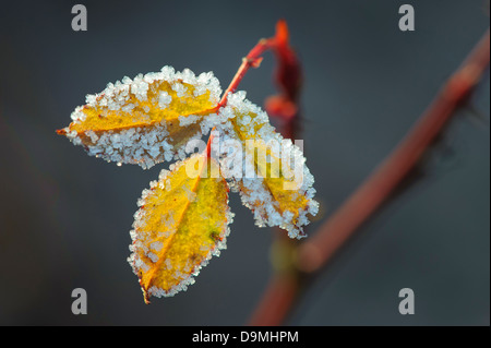 Feuille de rose de la pomme de terre dans le givre Banque D'Images