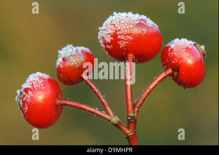 Wild Rose, hip, apple rose, rugosa, gelée blanche Banque D'Images