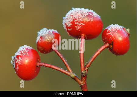 Wild Rose, hip, apple rose, rugosa, gelée blanche Banque D'Images