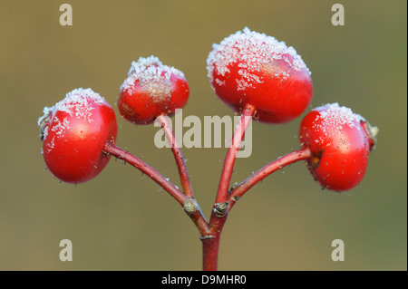 Wild Rose, hip, apple rose, rugosa, gelée blanche Banque D'Images