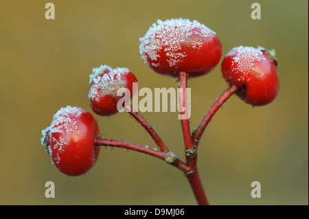 Fruits glace rose Apple Japon etat rose rose rose de pommes de terre de l'eau dans l'hiver rugosa le givre plus souvent en fleurs wild rose Banque D'Images