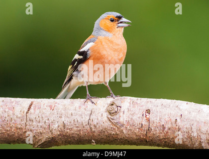 Un mâle chantant (Fringilla coelebs Chaffinch) au Royaume-Uni Banque D'Images