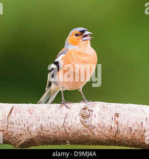 Un mâle chantant (Fringilla coelebs Chaffinch) au Royaume-Uni Banque D'Images