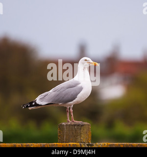 Un portrait d'un Goéland argenté (Larus argentatus ) au Royaume-Uni Banque D'Images