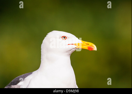 Un portrait d'un Goéland argenté Larus argentatus au Royaume-Uni Banque D'Images