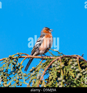 Un mâle chantant (Fringilla coelebs Chaffinch) au Royaume-Uni Banque D'Images