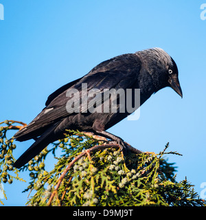 Un choucas ( Corvus monedula ) au Royaume-Uni Banque D'Images