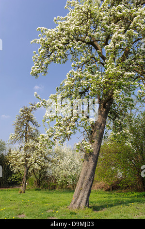 Poirier en fleurs fleurs de printemps fleurs Banque D'Images