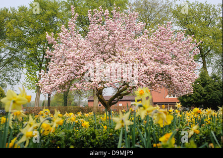 Académie Catholique printemps magnolia Magnolia champ lot de terrain lot blossom Banque D'Images