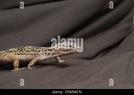 Gecko léopard rampant Eublepharis macularius tissu noir Banque D'Images