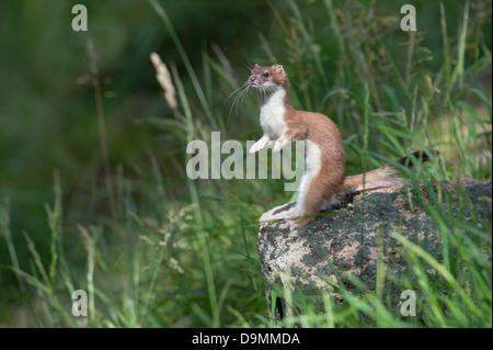 Belette belette Hermine de la courte queue Mustela erminea martre mammifère prédateur fourrure fourrure d'été rapidement Hermine Banque D'Images