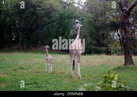 Marjani James un jeune Baringo (alias Rothschild) girafe veau et sa mère née à l'Carter Bâtiment Girafe au zoo du Bronx Banque D'Images