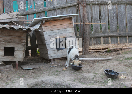 Image de chien sur une chaîne de manger près de la cage Banque D'Images