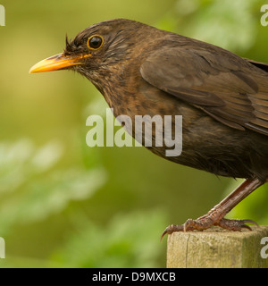 Blackbird sur wooden post ; Turdus merula ; dans le jardin ; UK Banque D'Images