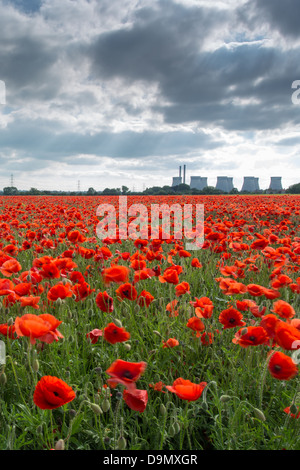Le pouvoir du pavot, fleurs rouge vif dans un champ (Henrichenburg Shiplift, UK) Banque D'Images