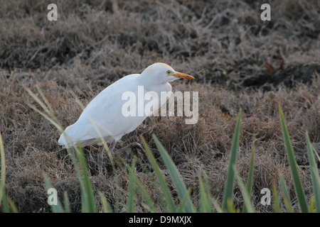 Héron garde-boeufs (Bubulcus ibis) randonnée pédestre et d'alimentation dans les zones humides côtières en Espagne Banque D'Images